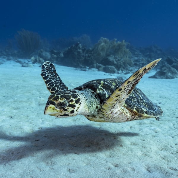 A hawksbill sea turtle floating above the seabed in the deep blue waters of the Red Sea.