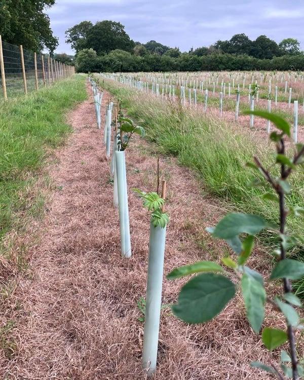 A row of young trees planted in protective tree tubes inside a deer-fenced enclosure.