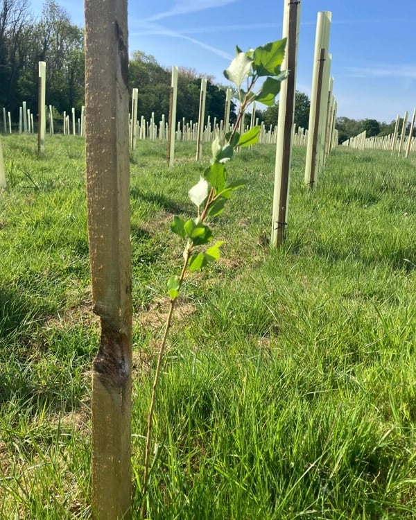 A field with numerous young trees planted in protective tree tubes. The tubes are arranged in rows, and the field is covered with green grass. There are some taller trees visible in the background, and the sky is clear with a few clouds.