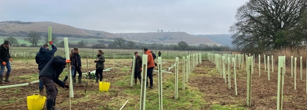 The image shows a group of people planting trees in a field. The trees are being planted in tree tubes, which are protective coverings that help young trees grow. The background features rolling hills and a large tree on the right side of the image.
