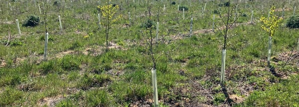 A wide-angle shot of a field with young trees planted in protective tree tubes, surrounded by green grass. The sky is clear and blue, with a line of mature trees visible in the background.