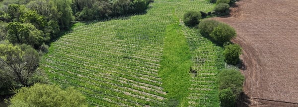 Aerial view of a green field with rows of small plants bordered by dense clusters of trees on both sides. To the right is a brown ploughed field. The background shows more fields and patches of trees extending towards distant hills under a clear sky.