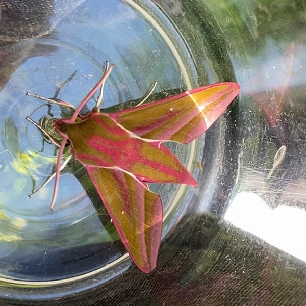 A pink and olive‑green Elephant Hawk‑moth resting inside a clear container, viewed from above.