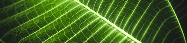 banner 4