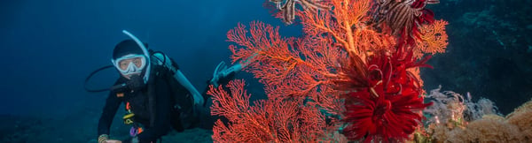 Photograph of a diver with coral reef in the foreground