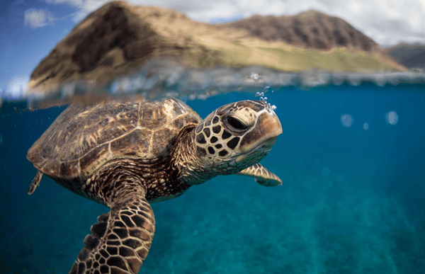 Photograph of a turtle under the water
