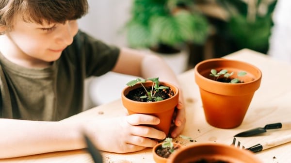 Child planting seedlings in to terracotta pots