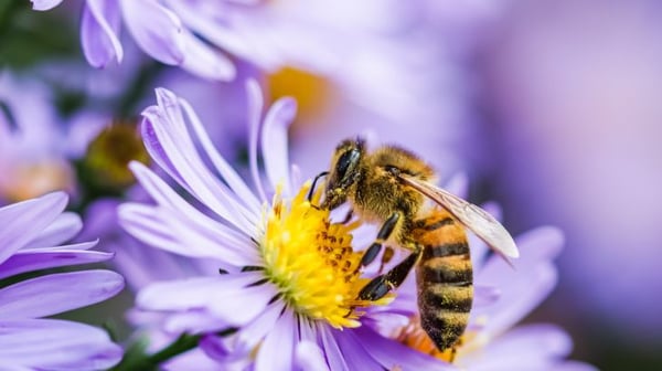 Close-up of a bee collecting nectar from the yellow centre of a purple flower, with soft-focus petals in the background