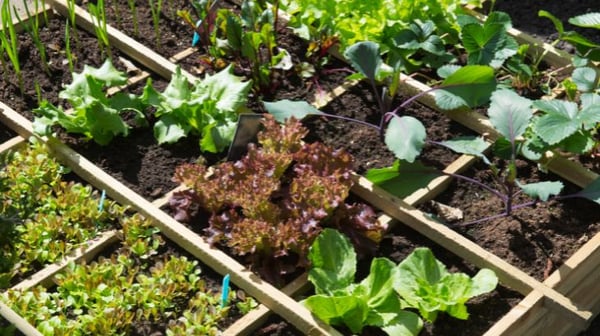 Raised vegetable beds with neatly arranged rows of leafy greens and young plants growing in rich soil outdoors