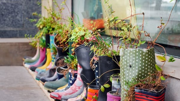 Row of colourful Wellington boots repurposed as plant pots, lined up outside a building window and filled with soil and leafy green plants.