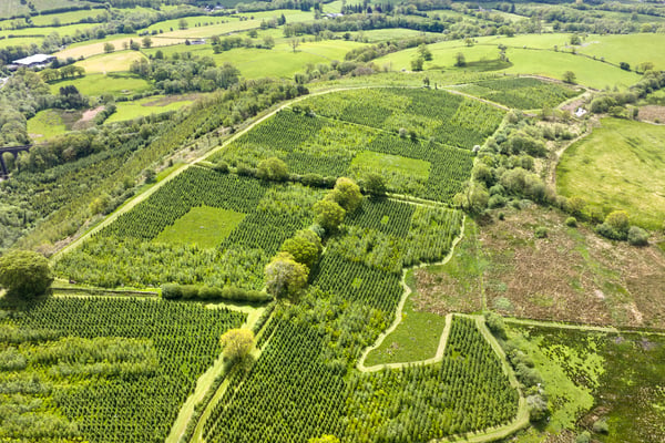Glandwr Forest Carbon Study May 2026