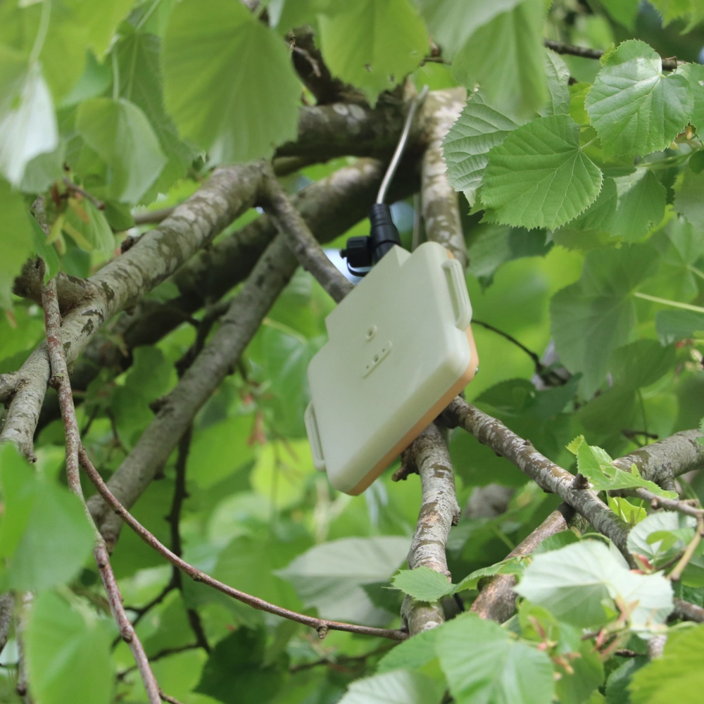 A bioacoustics monitor in a lime (Tilia) tree at Wakehurst. A bioacoustics monitor in a lime (Tilia) tree at Wakehurst.