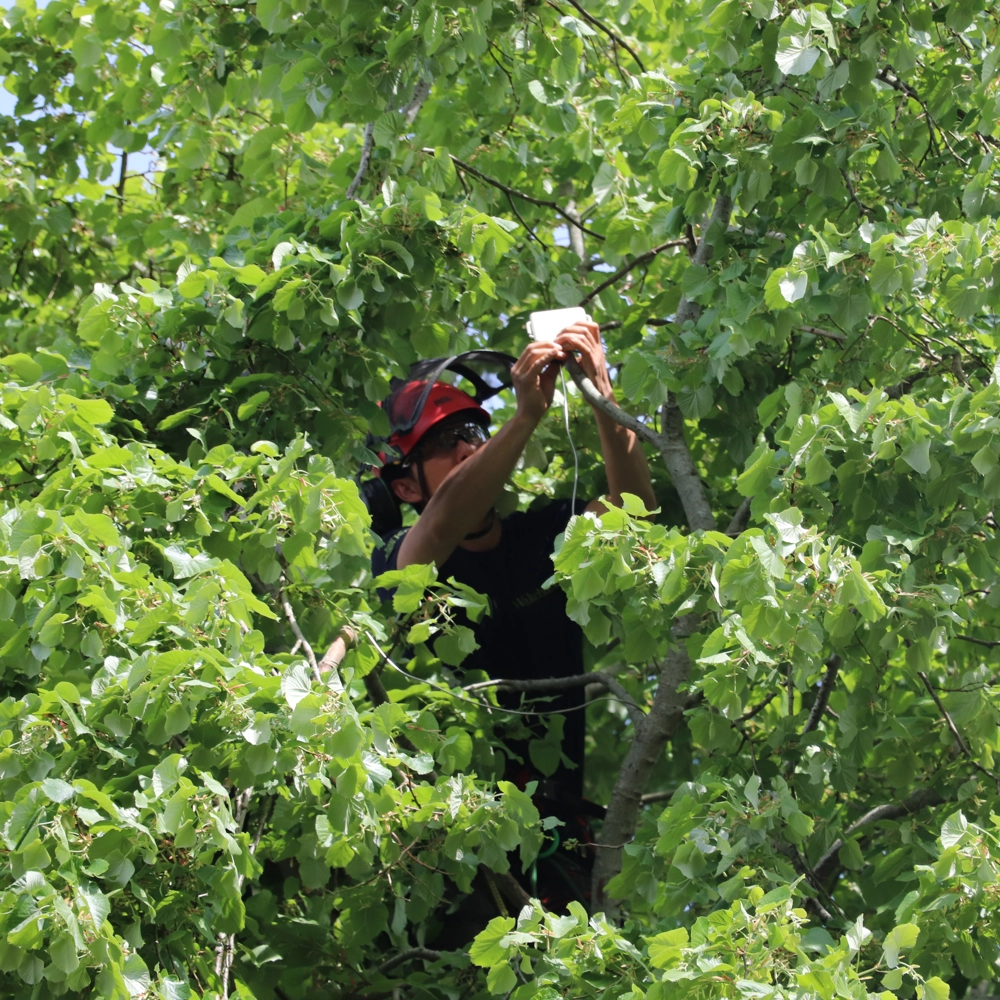 A Wakehurst arborist installing a bioacoustics monitor in lime (Tilia) tree. A Wakehurst arborist installing a bioacoustics monitor in lime (Tilia) tree.