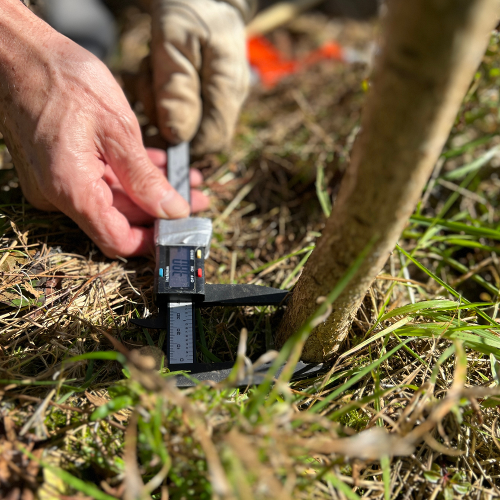 Measuring the base of a tree Measuring the base of a tree