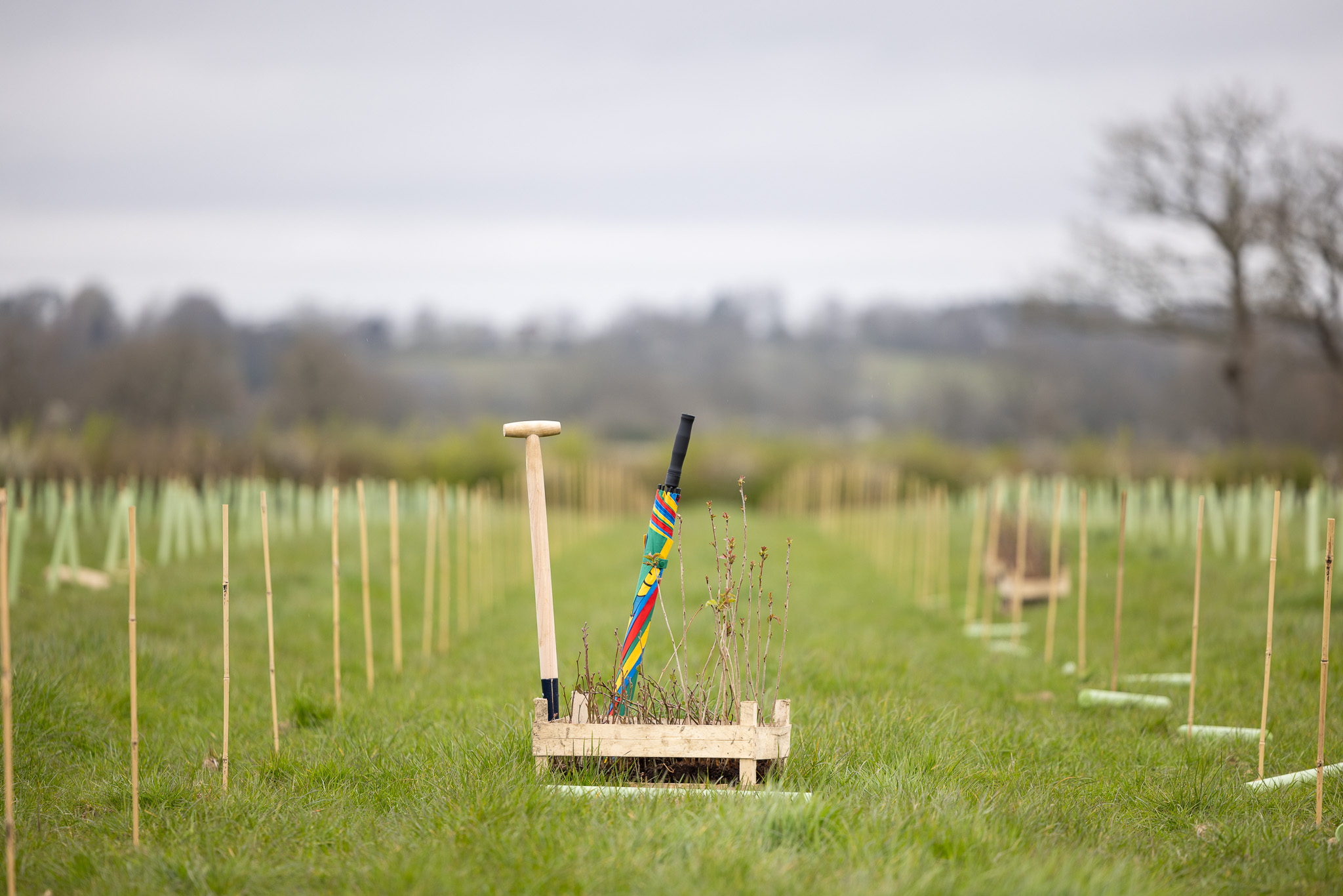 A planting crate with tools, and a brightly coloured L&G umbrella, among rows of newly planted trees protected by plastic guards in an open field.