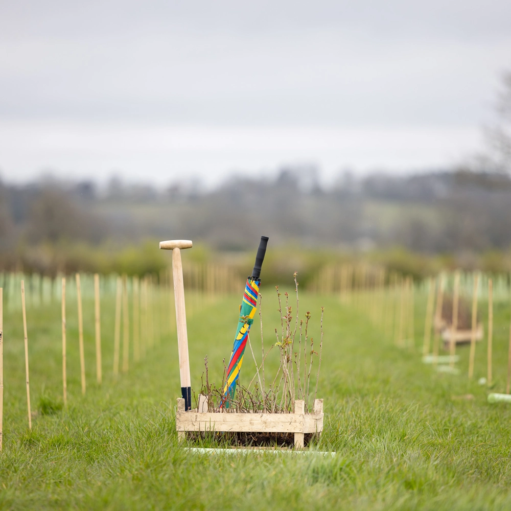 A planting crate with tools, and a brightly coloured L&G umbrella, among rows of newly planted trees protected by plastic guards in an open field. A planting crate with tools, and a brightly coloured L&G umbrella, among rows of newly planted trees protected by plastic guards in an open field.