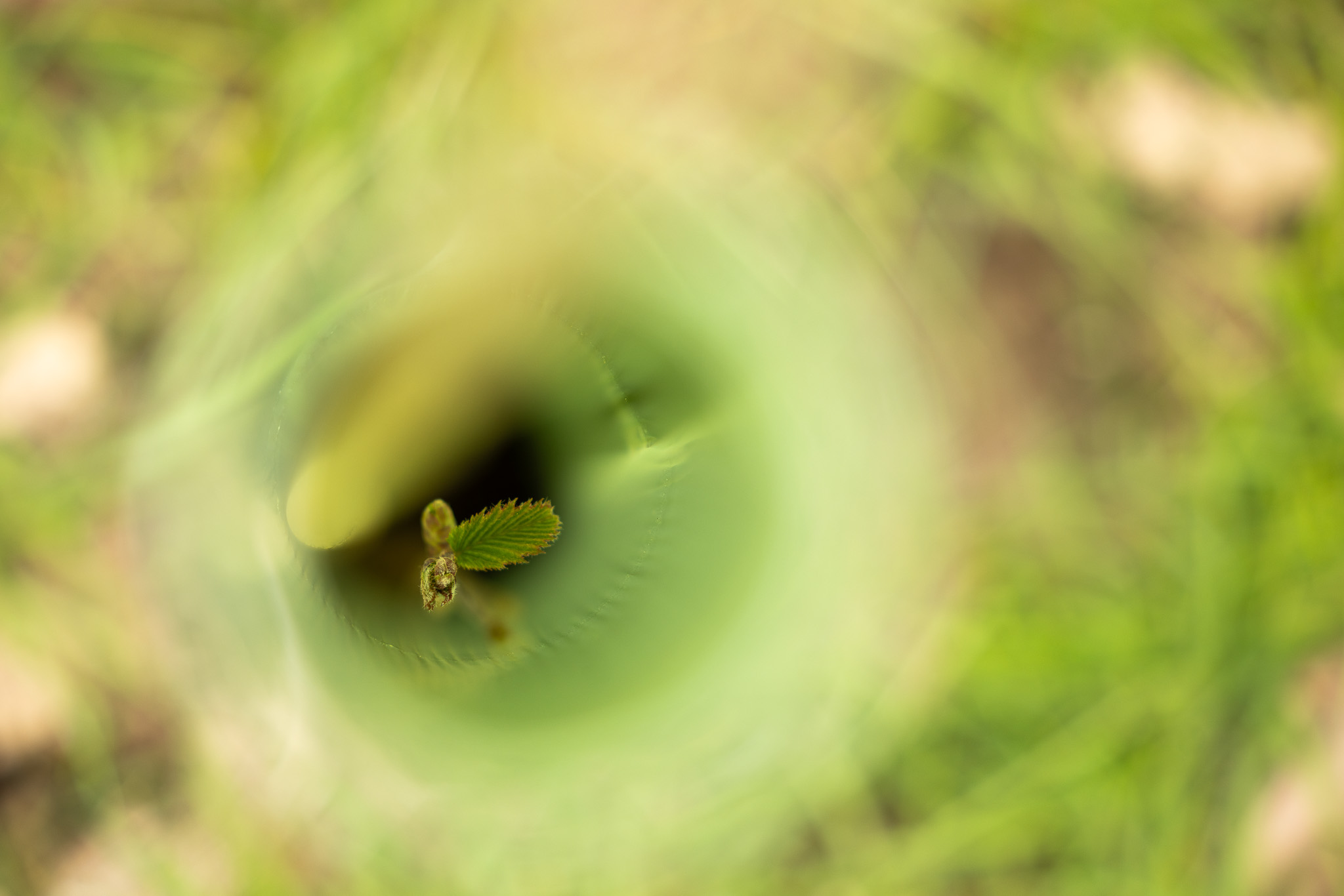 A small tree sapling emerging inside a green protective tree guard, viewed from above with grass in the background.