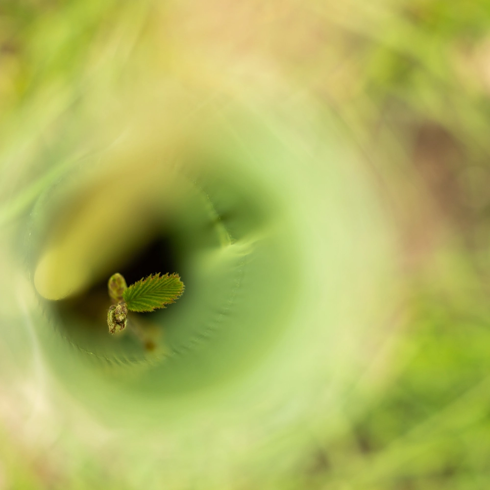 A small tree sapling emerging inside a green protective tree guard, viewed from above with grass in the background. A small tree sapling emerging inside a green protective tree guard, viewed from above with grass in the background.