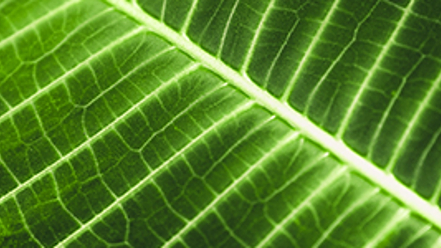 Image of plant  Image of plant