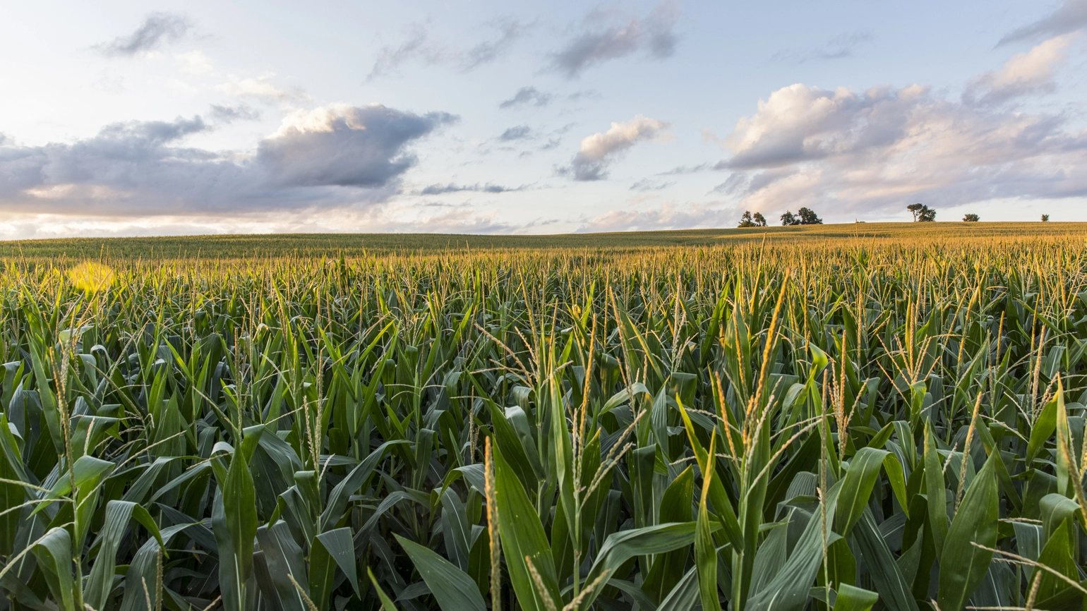 Image of farm Image of farm