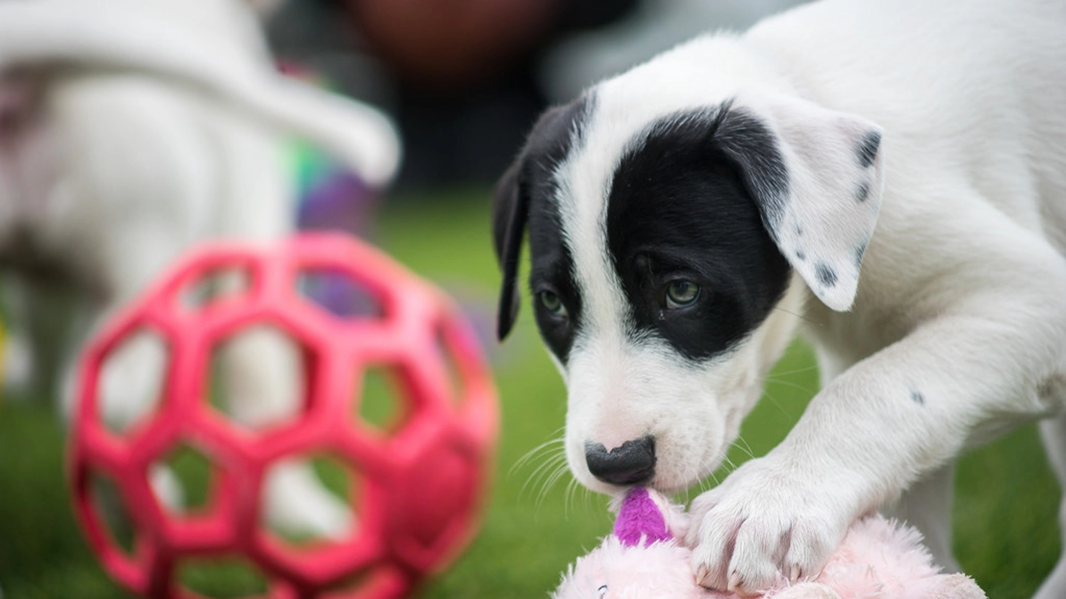 Dog licking their toy Dog licking their toy