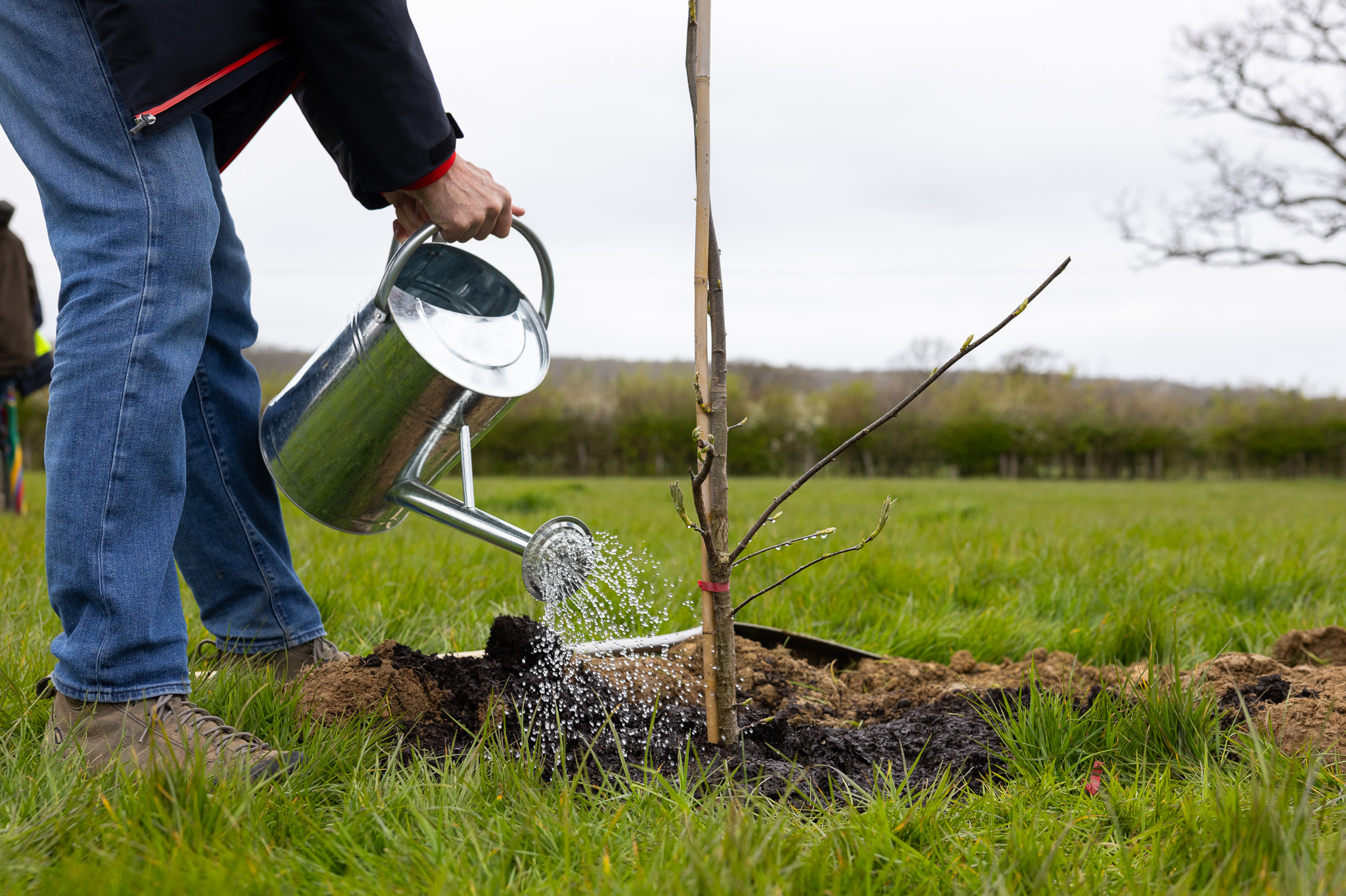 A person watering a newly planted young tree using a metal watering can in a grassy field.