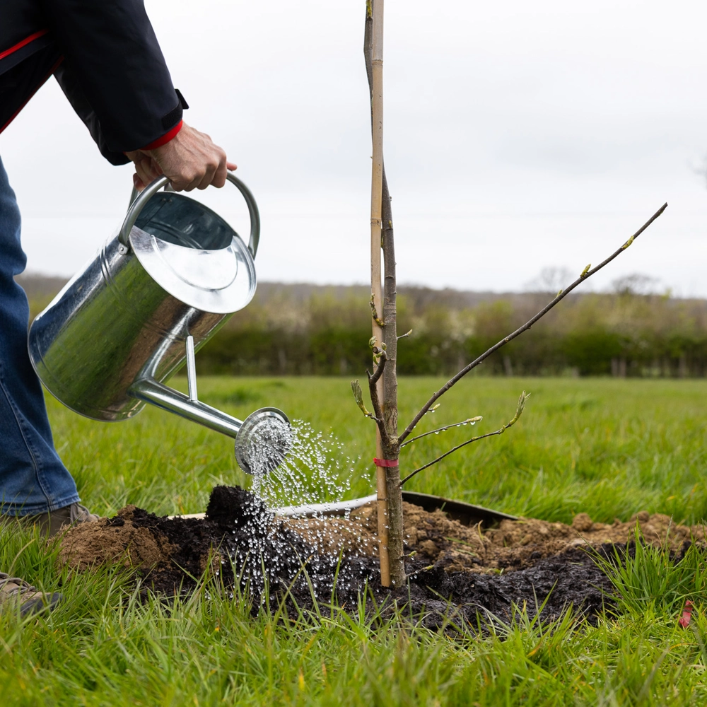 A person watering a newly planted young tree using a metal watering can in a grassy field. A person watering a newly planted young tree using a metal watering can in a grassy field.
