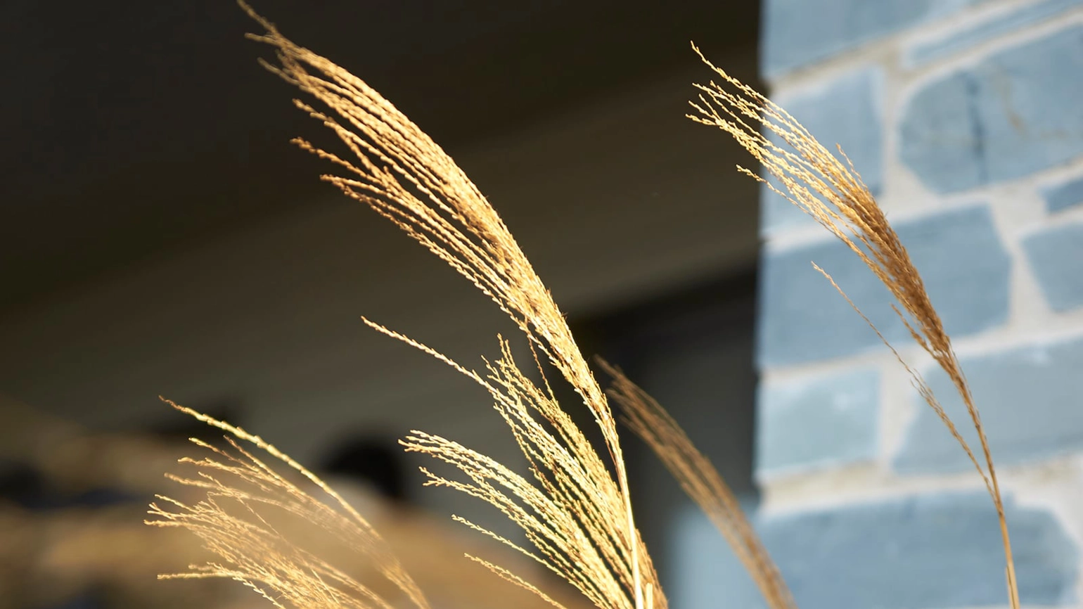 Photo of Chinese silver grass Photo of Chinese silver grass