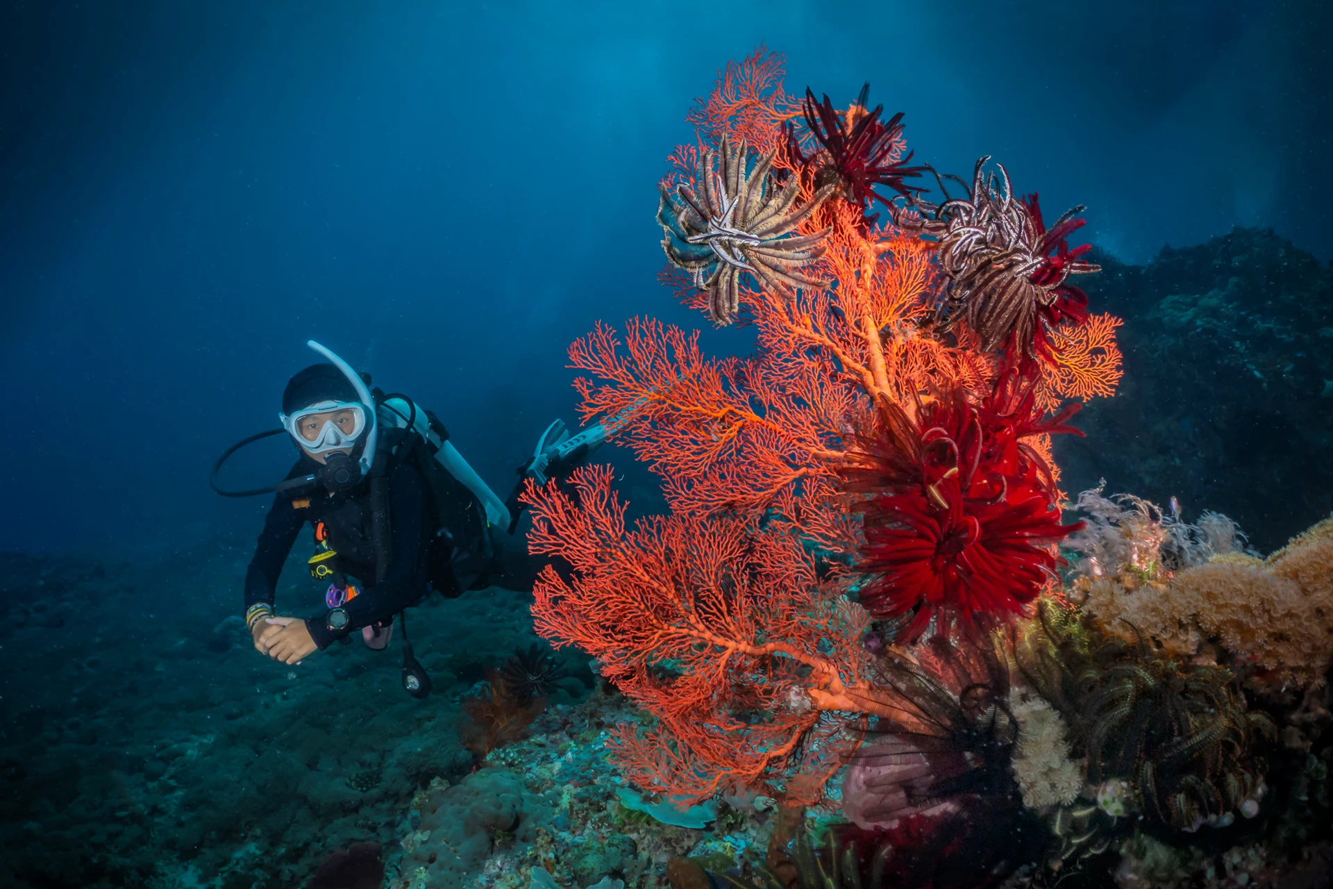 Photograph of a diver with coral reef in the foreground