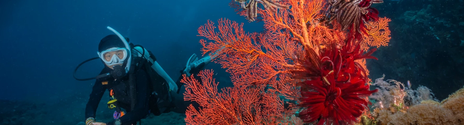 Photograph of a diver with coral reef in the foreground Photograph of a diver with coral reef in the foreground