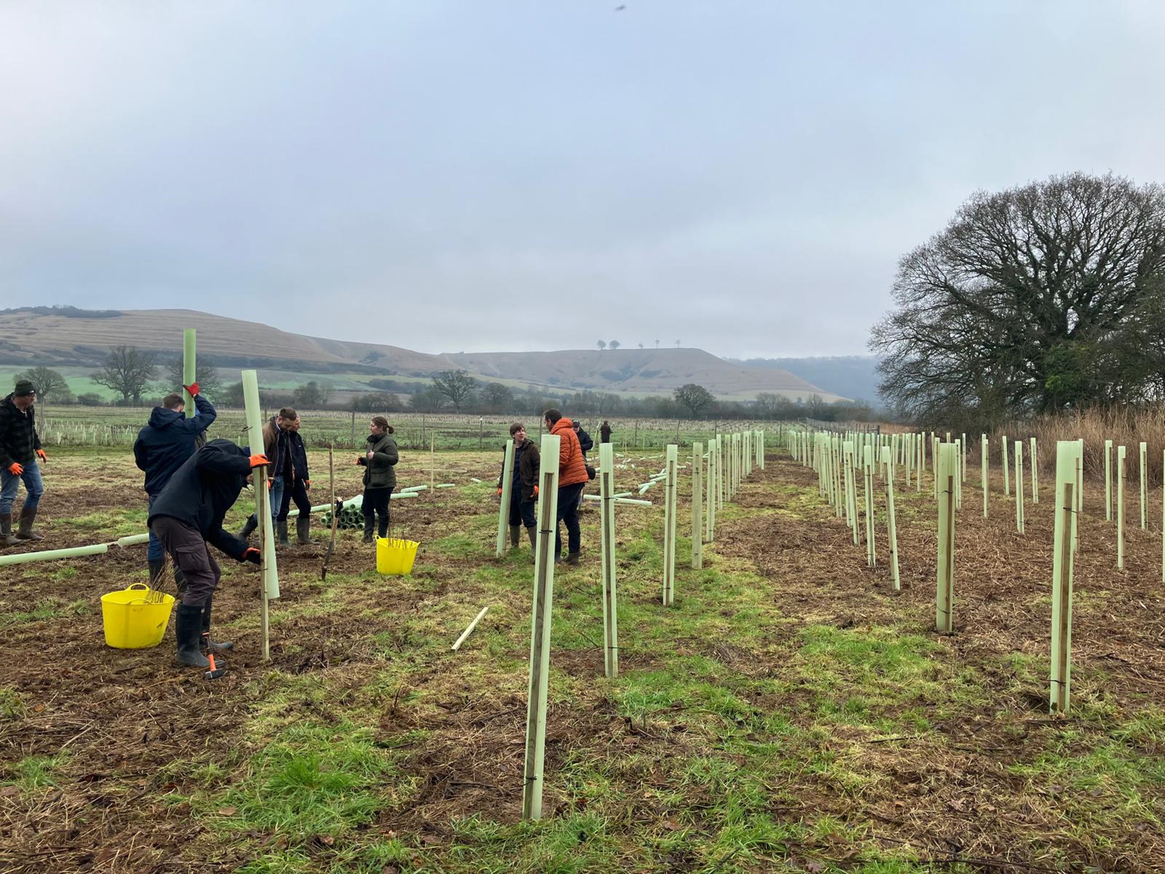 The image shows a group of people planting trees in a field. The trees are being planted in tree tubes, which are protective coverings that help young trees grow. The background features rolling hills and a large tree on the right side of the image.