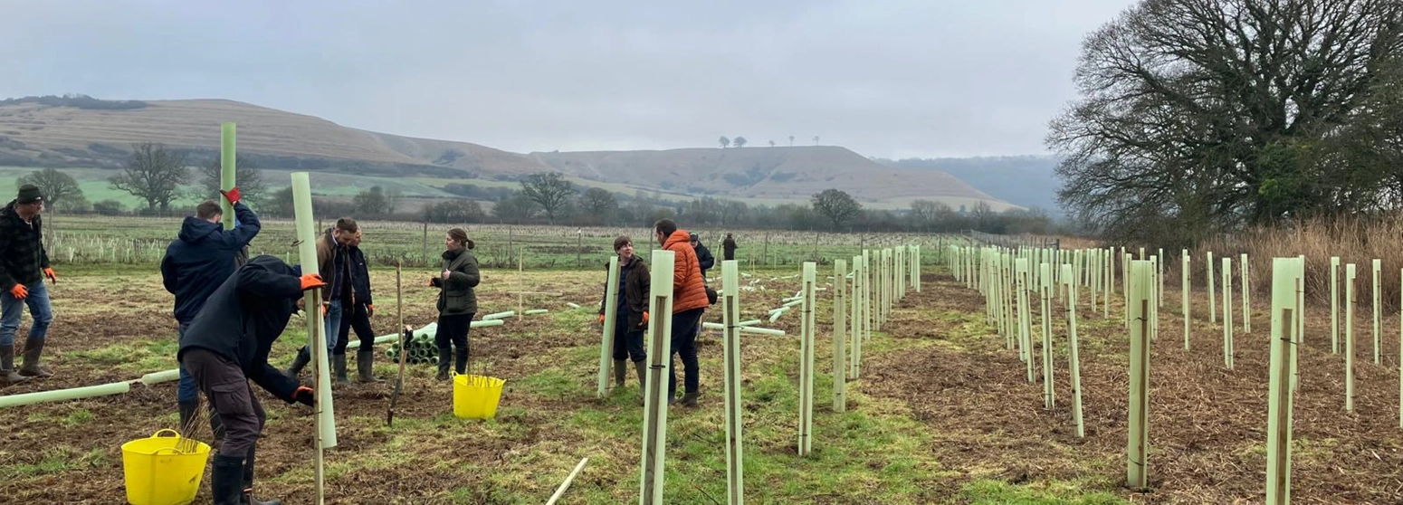 The image shows a group of people planting trees in a field. The trees are being planted in tree tubes, which are protective coverings that help young trees grow. The background features rolling hills and a large tree on the right side of the image. The image shows a group of people planting trees in a field. The trees are being planted in tree tubes, which are protective coverings that help young trees grow. The background features rolling hills and a large tree on the right side of the image.
