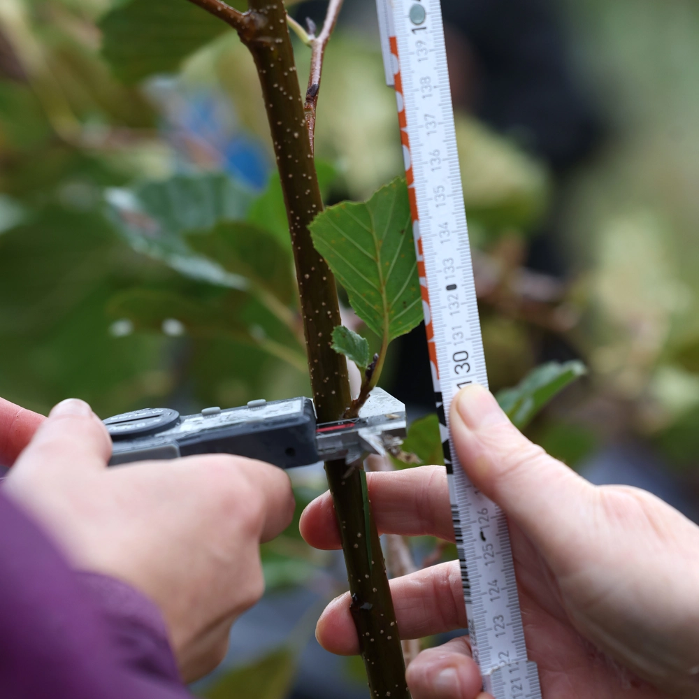 Measuring the width and length of a tree Measuring the width and length of a tree