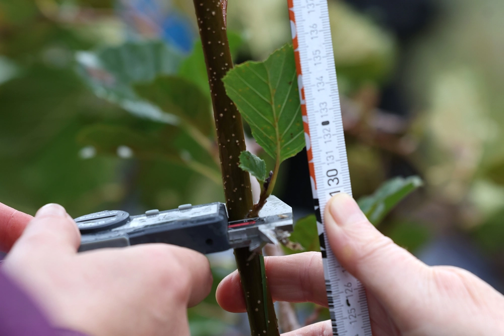 Measuring the width and length of a tree  Measuring the width and length of a tree
