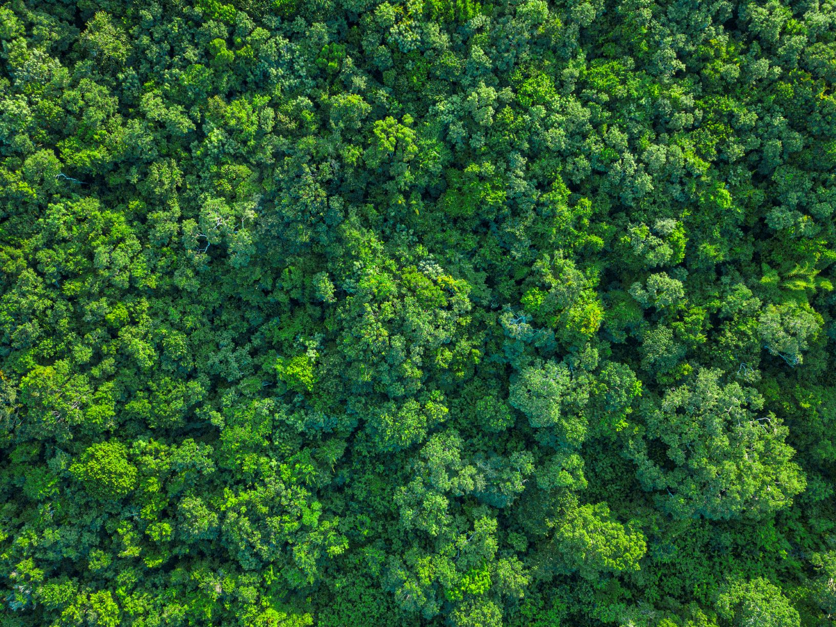 Picture of trees from above 