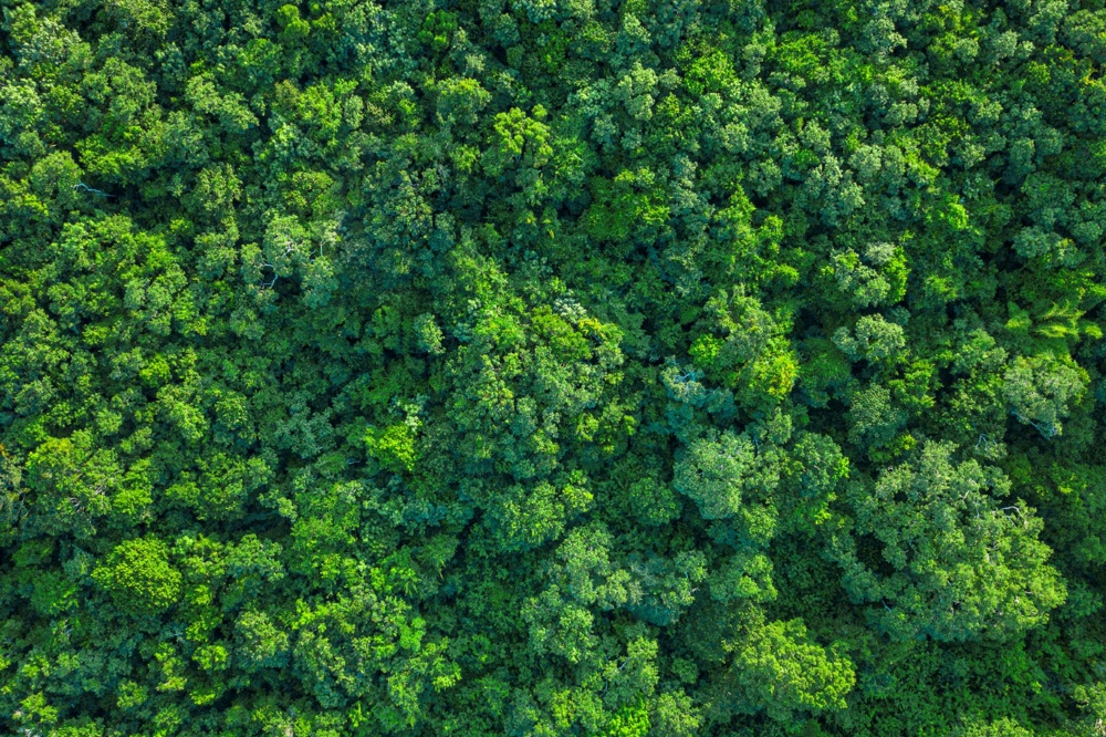 Picture of trees from above  Picture of trees from above