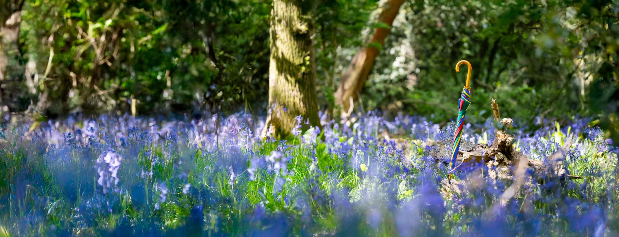 Umbrellabluebells Herobanner Suggestion