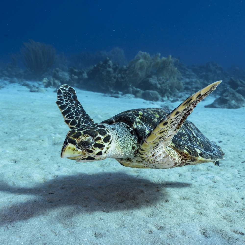 A hawksbill sea turtle floating above the seabed in the deep blue waters of the Red Sea. A hawksbill sea turtle floating above the seabed in the deep blue waters of the Red Sea.