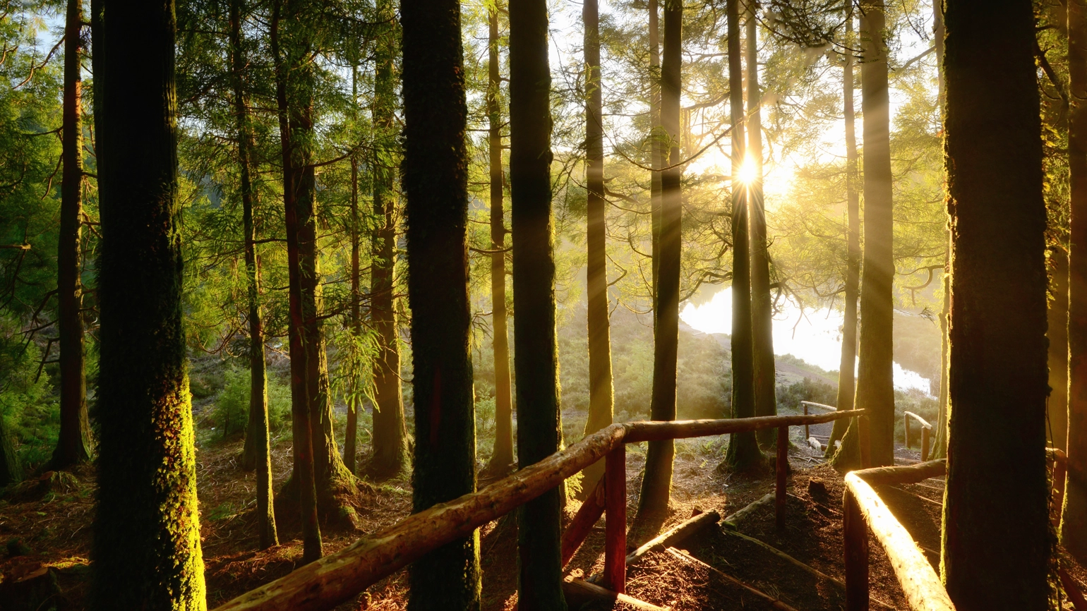 Wooden staircase down to forest floor with warm sunlight through the trees Wooden staircase down to forest floor with warm sunlight through the trees