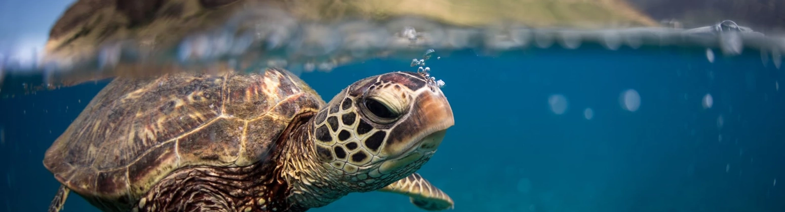 Photograph of a turtle under the water Photograph of a turtle under the water