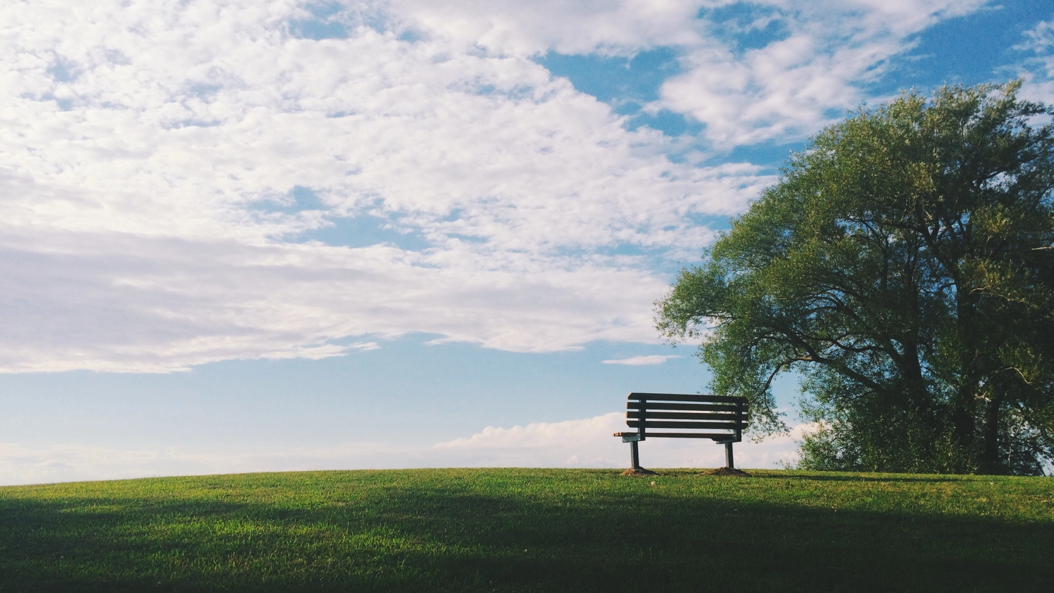 Photo of bench on top of the hill next to the big tree in bright weather Photo of bench on top of the hill next to the big tree in bright weather