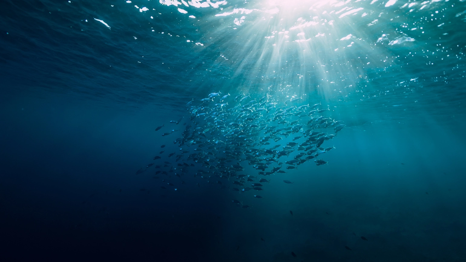 A large school of fish swimming underwater in deep blue ocean water, illuminated from above by bright sunlight streaming through the surface.