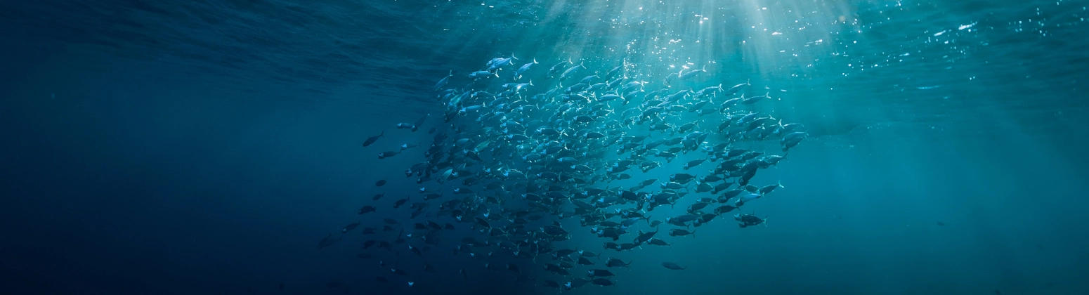 A large school of fish swimming underwater in deep blue ocean water, illuminated from above by bright sunlight streaming through the surface. A large school of fish swimming underwater in deep blue ocean water, illuminated from above by bright sunlight streaming through the surface.